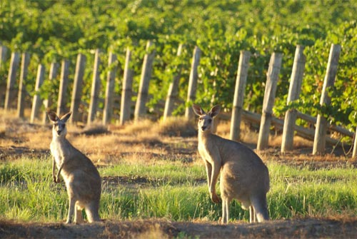 气候良好 澳洲葡萄酒产量持续增加
