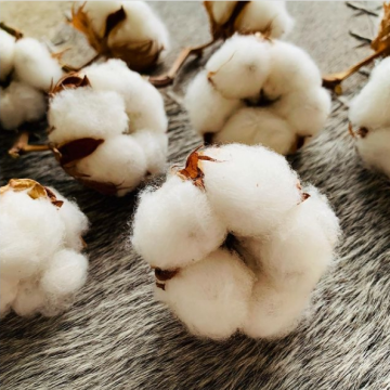 什么棉最高级埃及棉和纯匹马棉哪个好？棉花有哪些种类