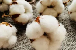 什么棉最高级埃及棉和纯匹马棉哪个好？棉花有哪些种类